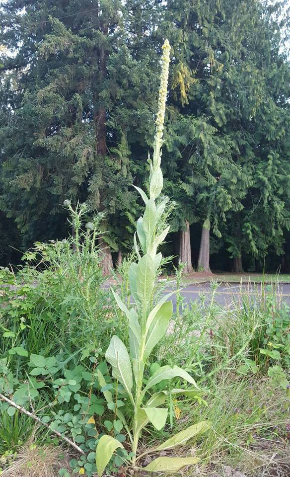 Verbascum thapsus- Mullein Leaf Tincture