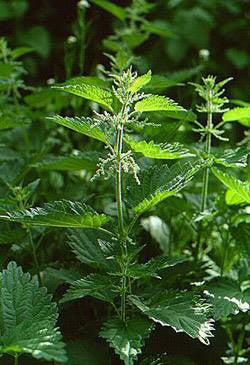 Urtica dioica- Nettle Leaf Tincture