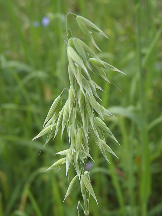 Avena sativa- Oatstraw Tincture