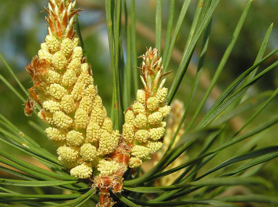 Pinus ssp- Pine Pollen Tincture – The Herb Shoppe