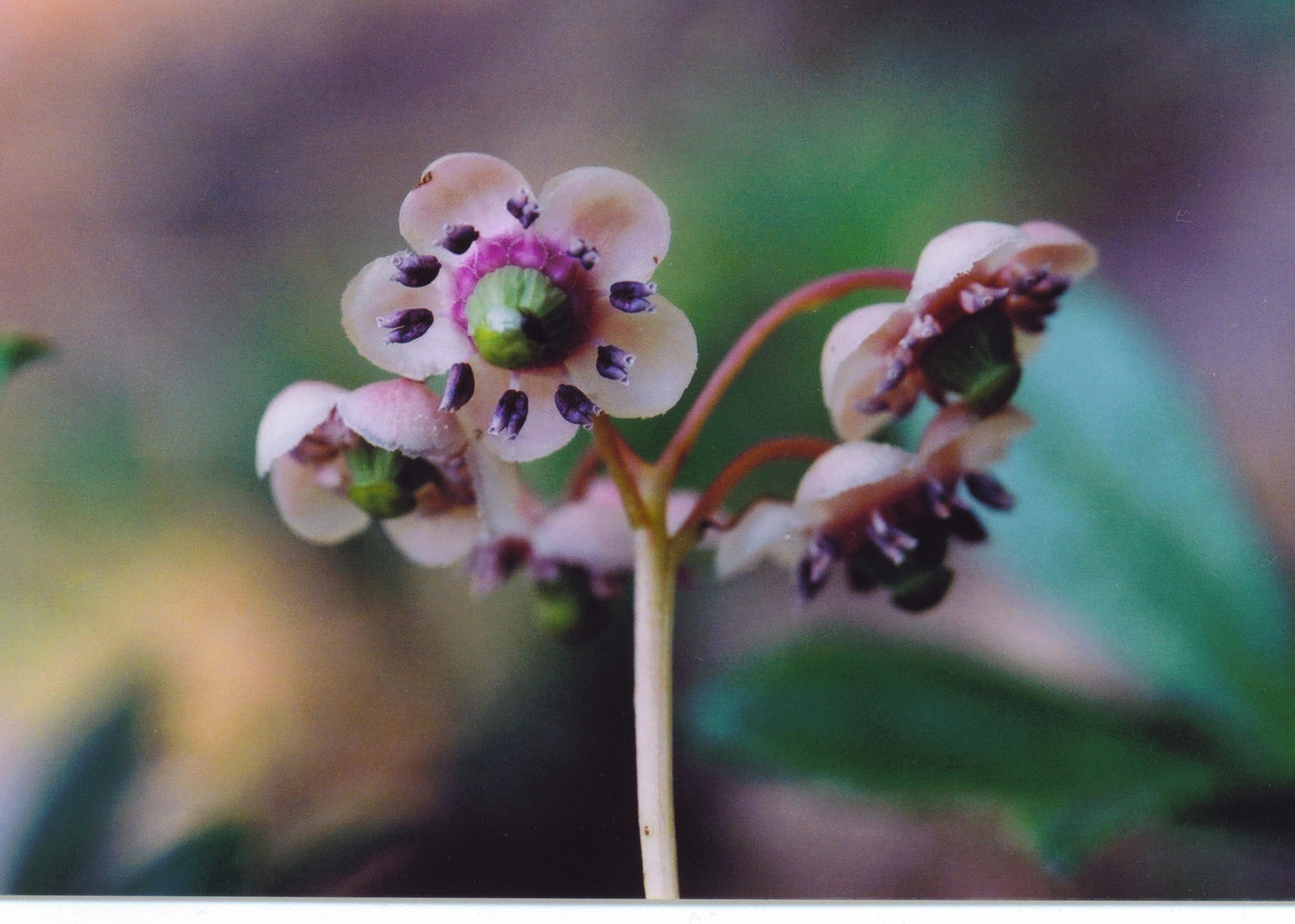 Chimaphila umbellata- Pipsissewa Tincture