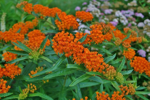 Asclepias tuberosa- Pleurisy Root Tincture