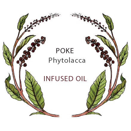 Poke Root Oil