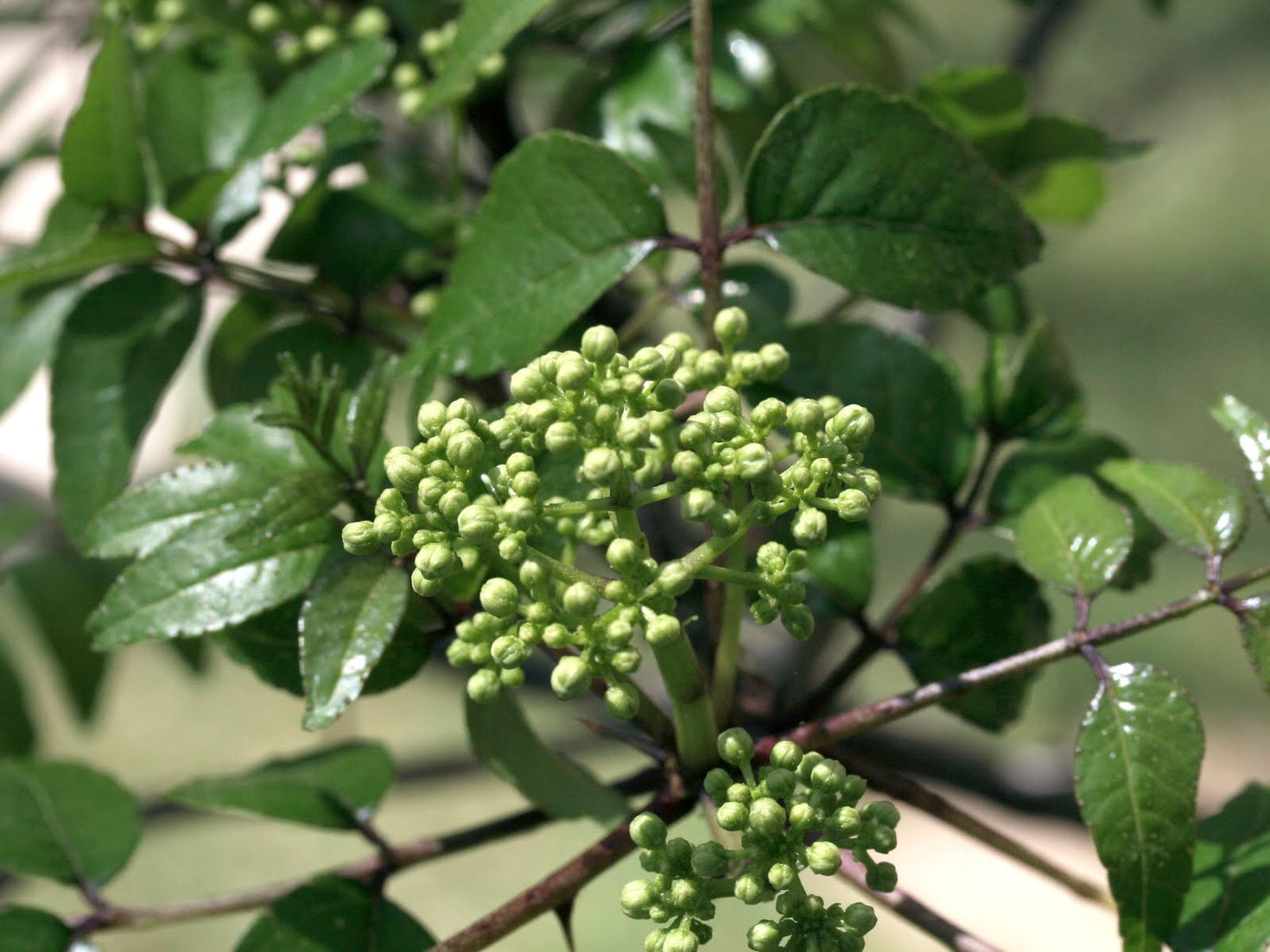 Zanthoxylum clava-herculis- Prickly Ash Tincture