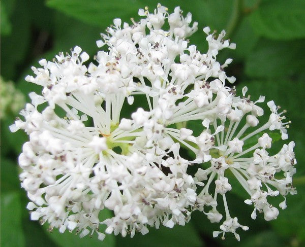 Ceanothus americanus- Red Root Tincture