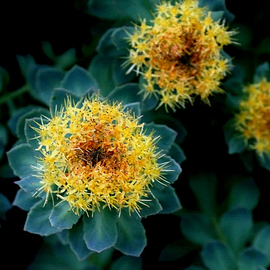 Rhodiola rosea-Rhodiola Tincture