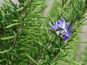 Rosmarinus officinalis- Rosemary Leaf Tincture