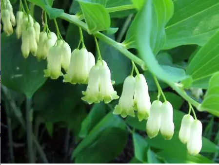 Polygonatum biflorum- Solomons Seal Tincture