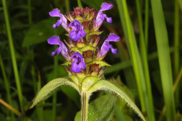 Prunella vulgaris- Self Heal Tincture