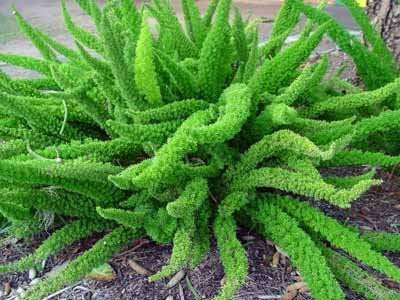 Asparagus racemosa- Shatavari Root Tincture
