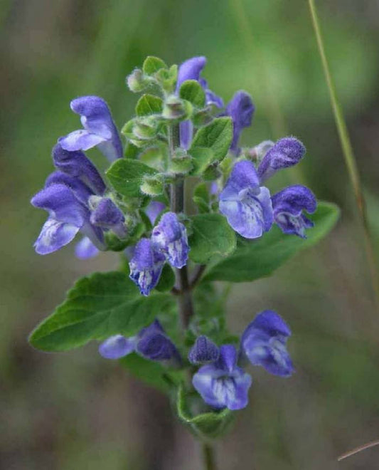 Scutellaria lateriflora- Skullcap Tincture