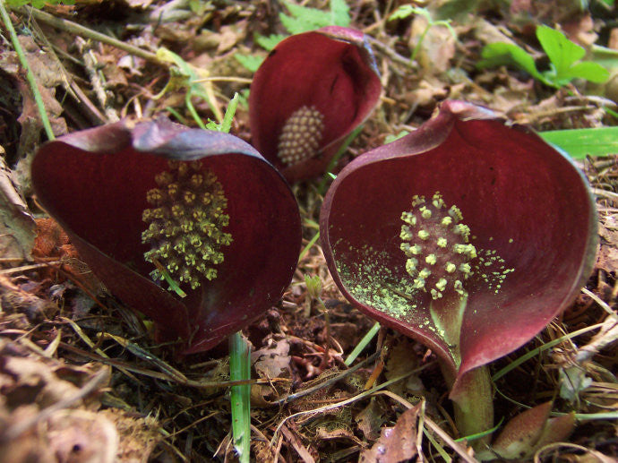Symplocarpus foetidus- Skunk Cabbage Root Tincture
