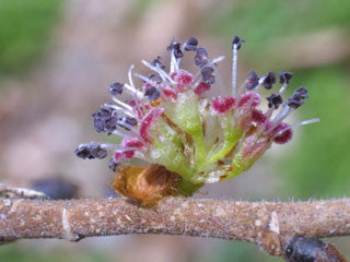Ulmus rubra- Slippery Elm Tincture