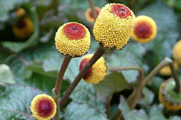 Acmelaa oleracea-Spilanthes Tincture