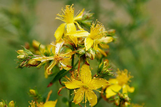 Hypericum perforatum- St. Johns Tincture