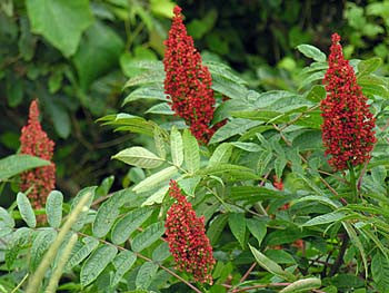 Rhus glabra- Sumac Tincture