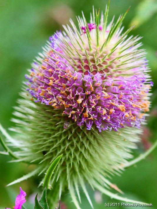 Dipsacus spp.- Teasel Root Tincture