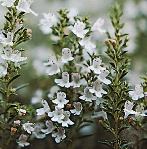 Thymus vulgaris- Thyme Tincture