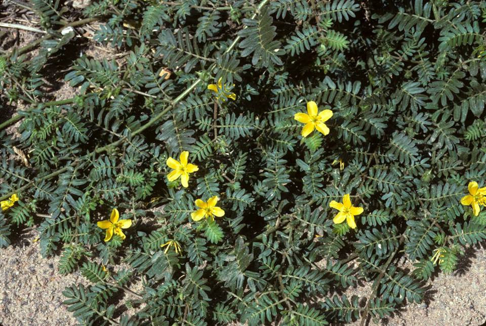 Tribulus terrestris- Tribulus Tincture