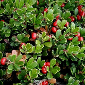 Arctostaphylos uva ursi- Uva Ursi Tincture