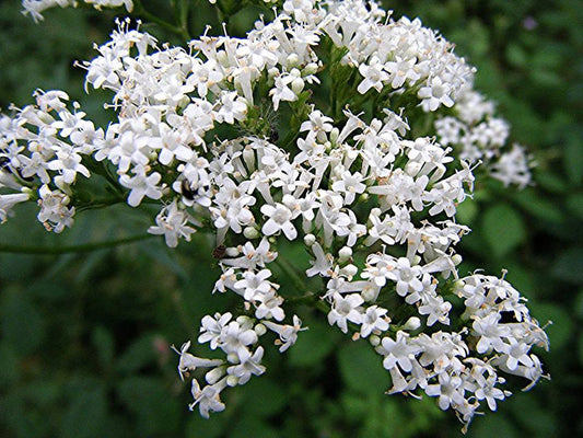 Valeriana officinalis- Valerian Root Tincture