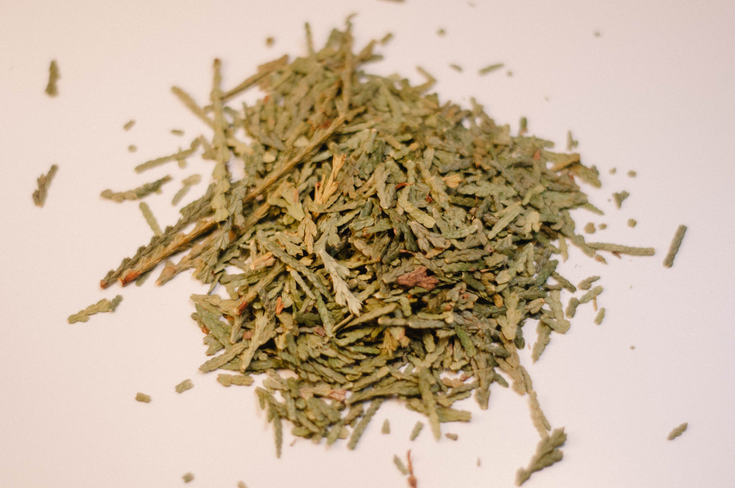 Western Red Cedar Leaf (Thuja)