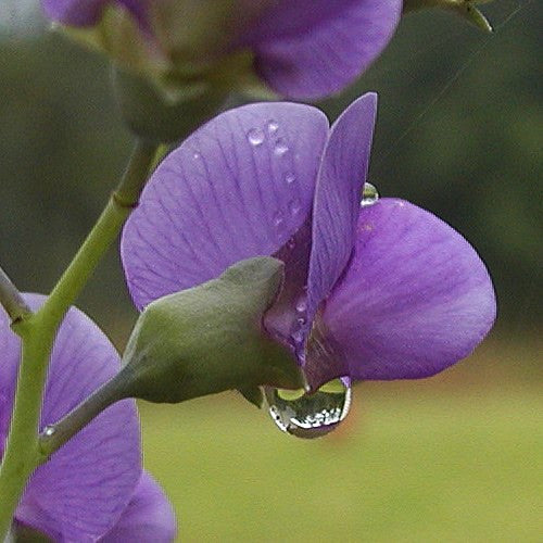 Baptisia tinctoria- Wild Indigo Tincture