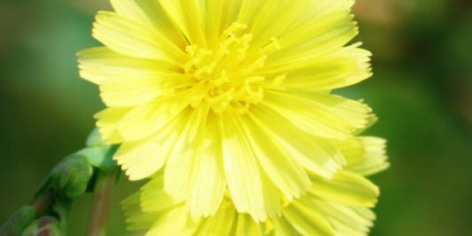 Lactuca virosa- Wild Lettuce Tincture