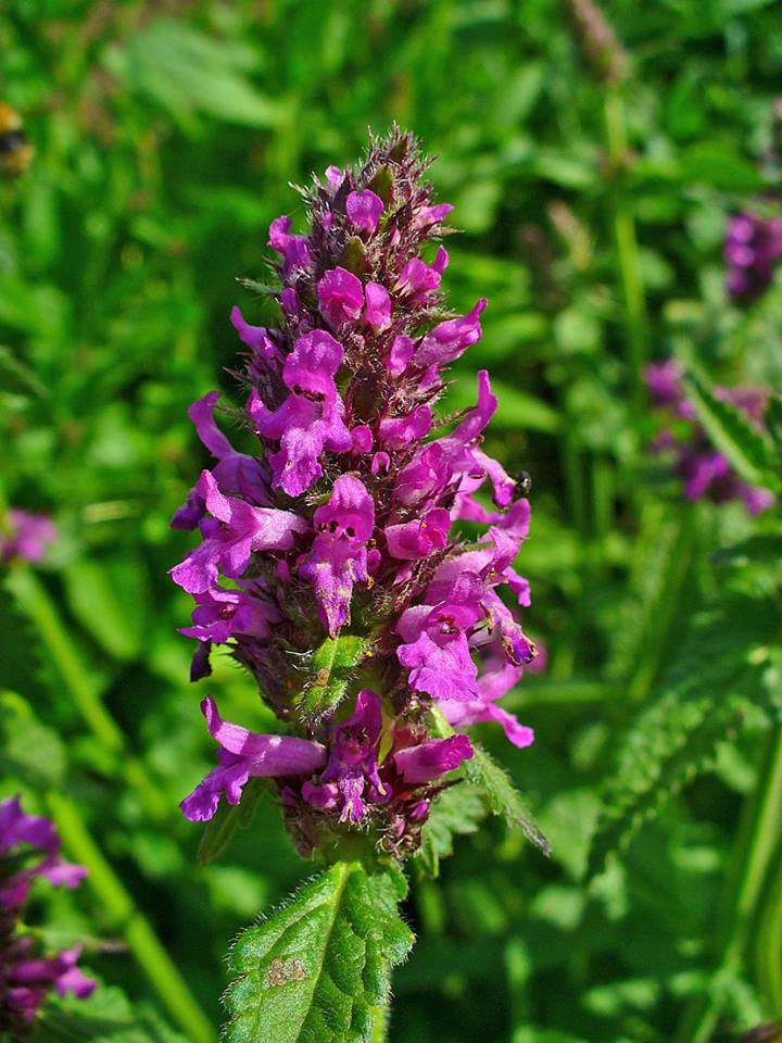Stachys officinalis- Wood Betony Tincture