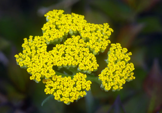 Achillea millefolium- Yarrow Tincture