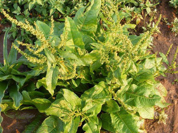Rumex crispus- Yellowdock Root Tincture