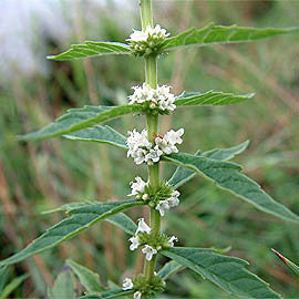 Lycopus virginicus- Bugleweed Tincture