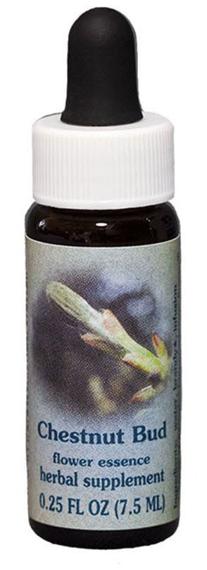 Chestnut Bud Flower Essence