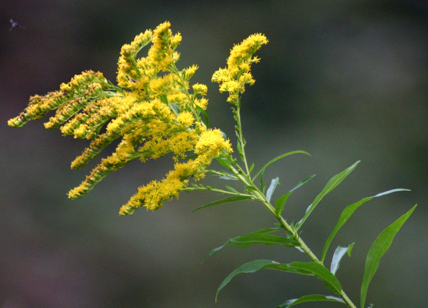 Solidago canadensis- Goldenrod Tincture