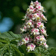 Aesculus hippocastanum - Horse Chestnut Tincture