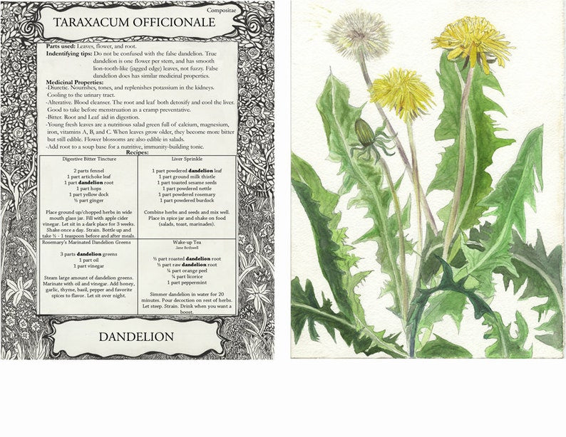 Herbal Flashcards