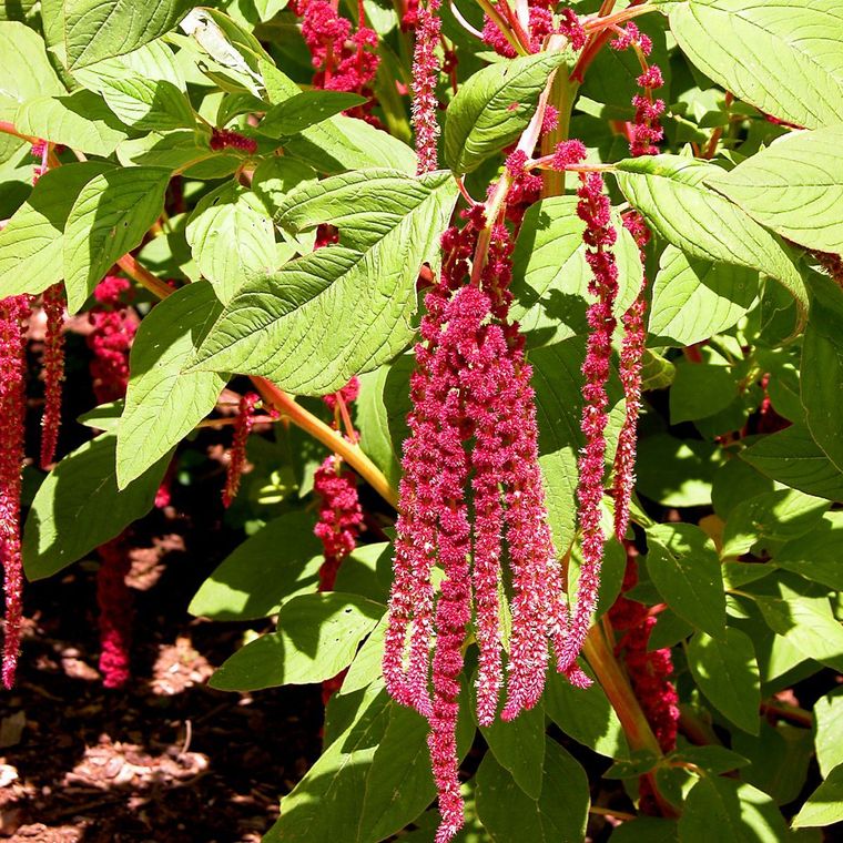 Love Lies Bleeding Seed Pack