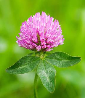 Trifolium pratense - Red Clover Blossom Tincture