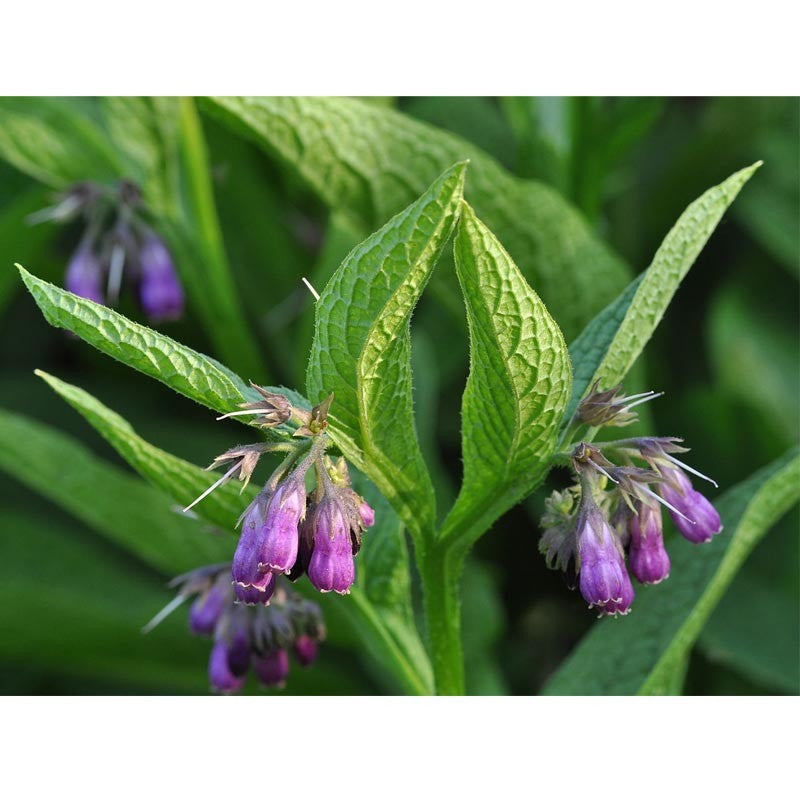 Symphytum officinale- Comfrey Root Tincture