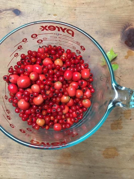 Herbal How To: Improve Your Heart Health with a Hawthorn Berry Cordial!