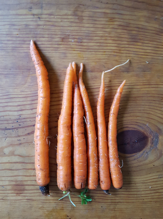 Electric Roots - Toasted Curry Carrot Dip