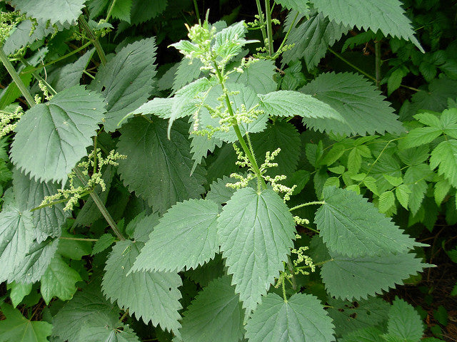 Allergy Care with Herbalist Amanda Furbee