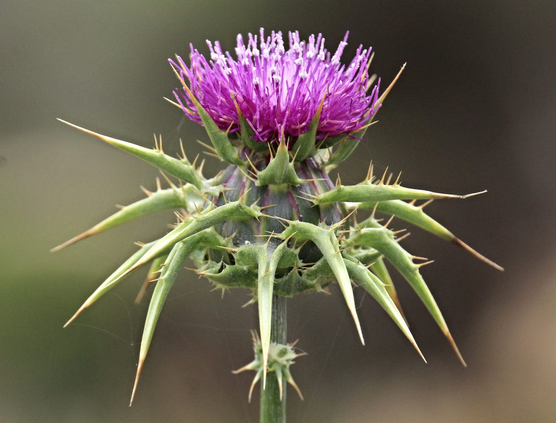 Milk Thistle Seed & The New Year Detox