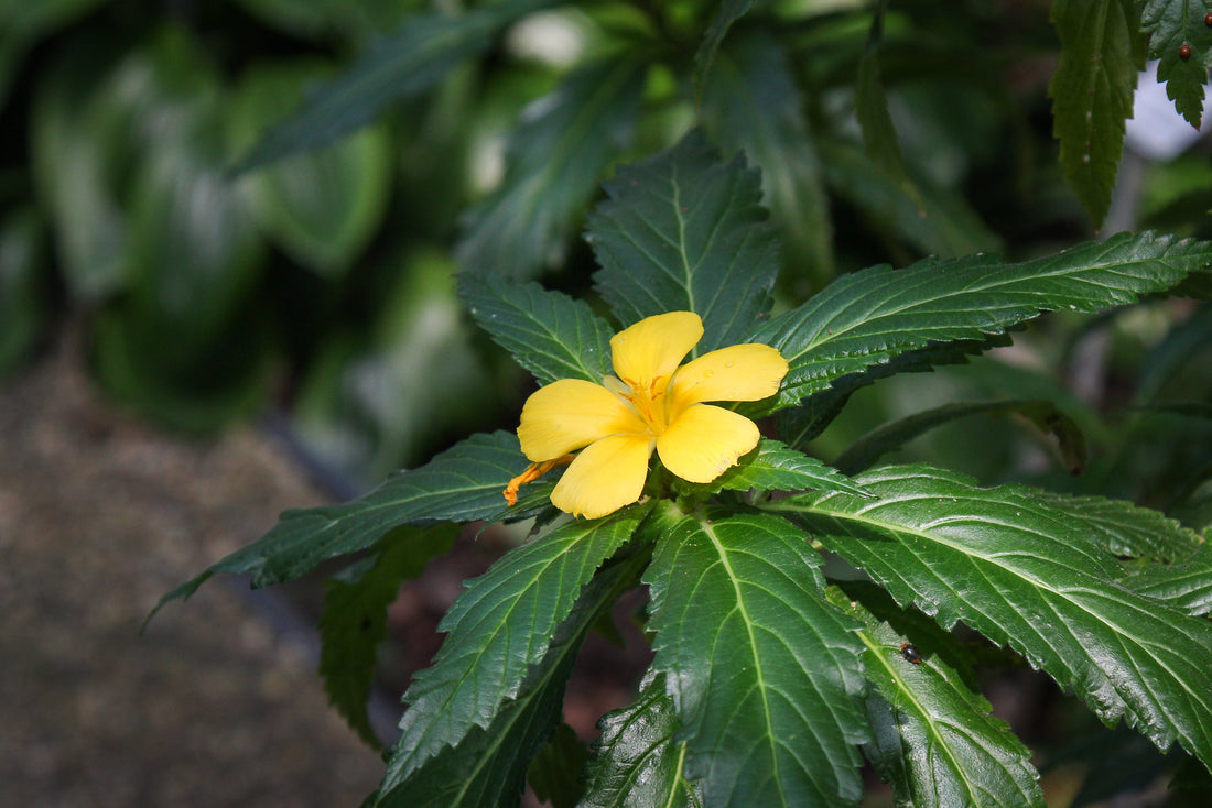 Herb of the Month: Damiana