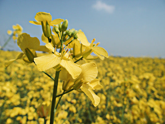 Yellow Mustard Flower Essence with Herbalist Amanda Furbee