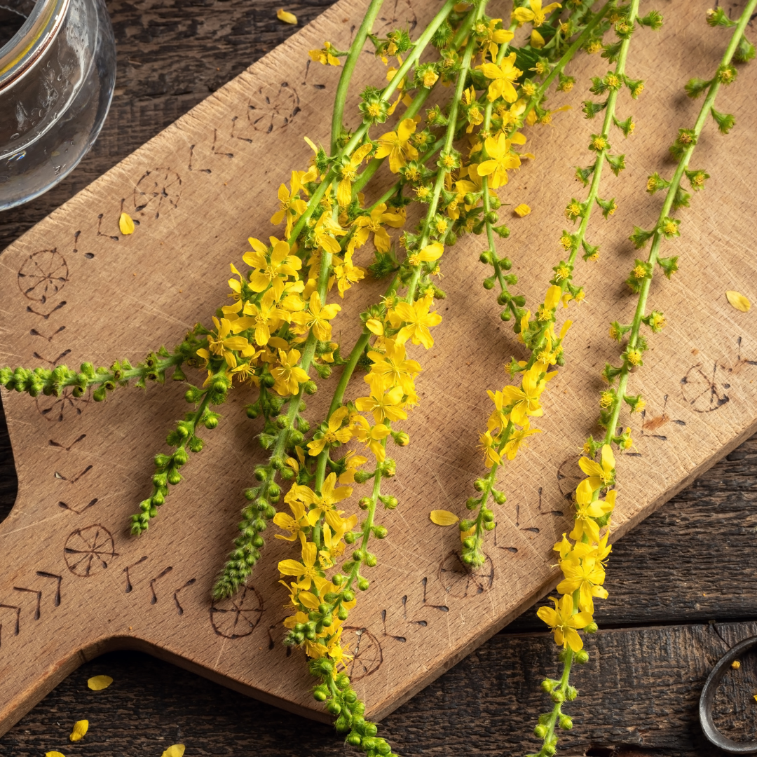Herb of the Month: Agrimony