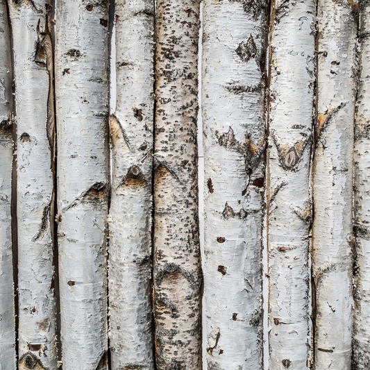 Birch Bark: This Month’s Natural Gem