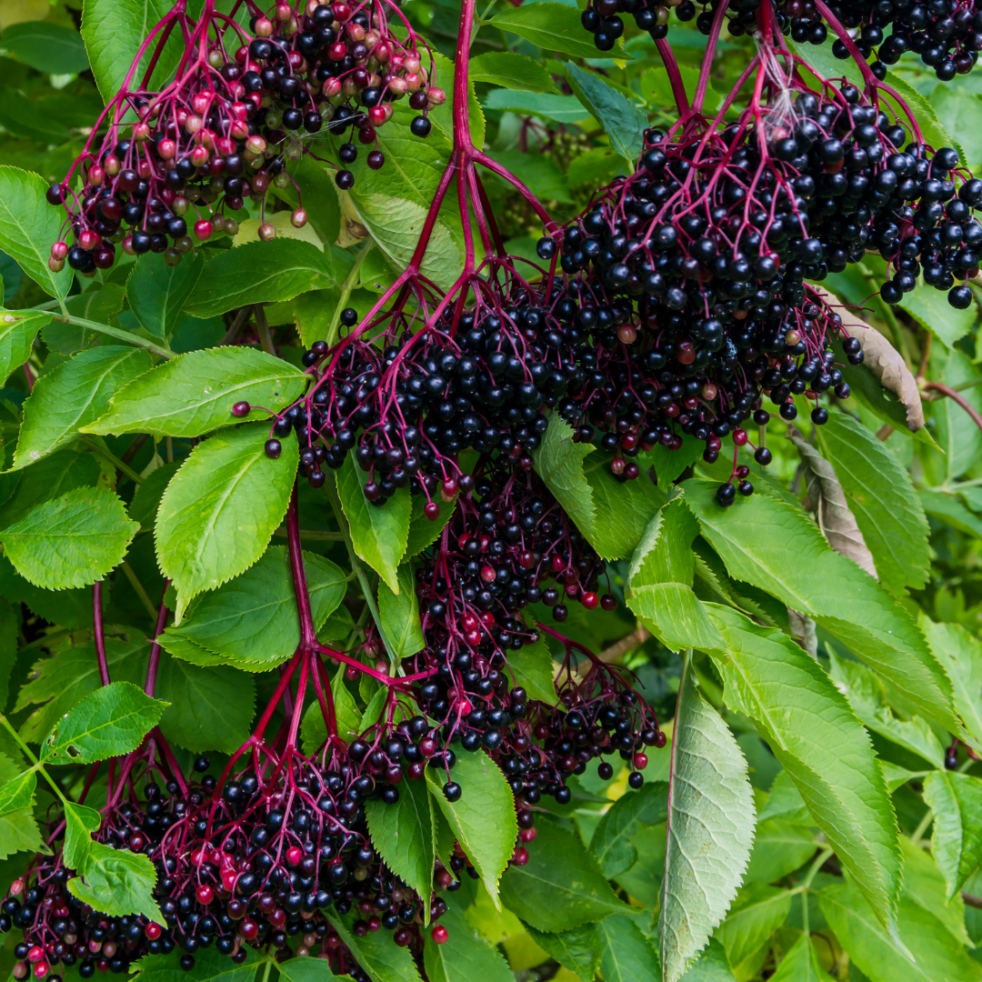 Plant Folklore: Elder