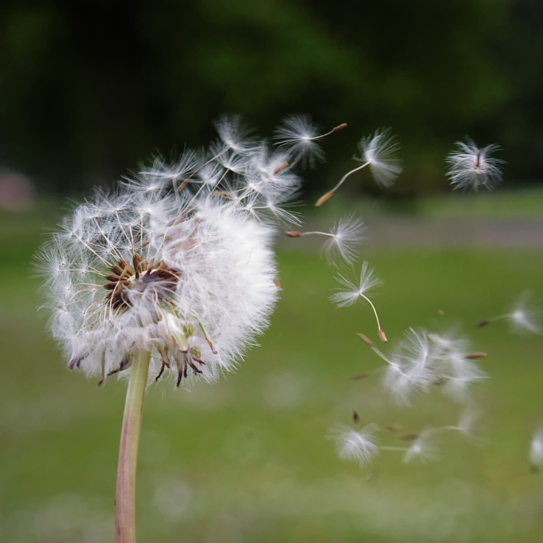 Understanding the Air Element