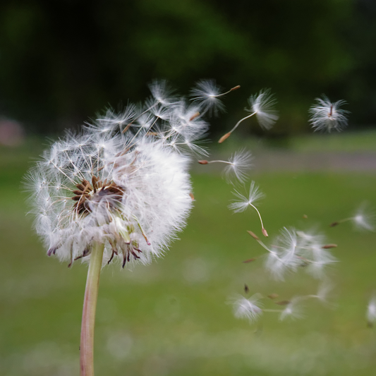 Understanding the Air Element